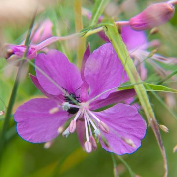 Epilobium fleischeri