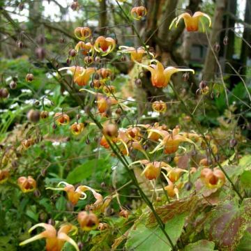 Epimedium Amber Queen - Elfenblume