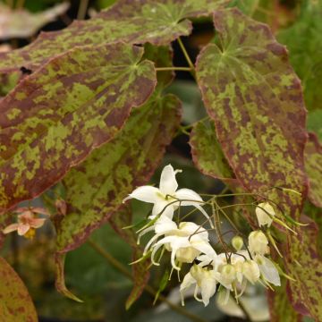 Epimedium Elenwe - Elfenblume