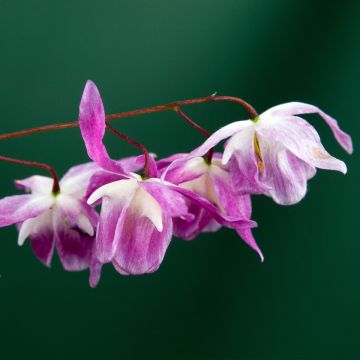 Epimedium Pumosum Roseum - Elfenblume