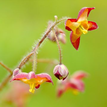 Epimedium alpinum - Alpen-Sockenblume