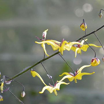 Epimedium elongatum - Elfenblume