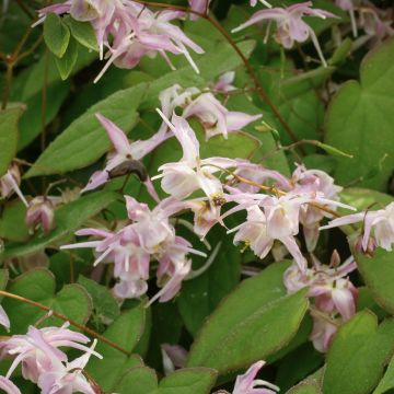 Epimedium grandiflorum Akebono - Großblumige Elfenblume