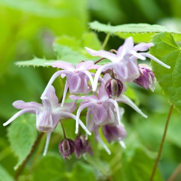 Epimedium grandiflorum - Großblumige Elfenblume