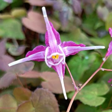 Epimedium grandiflorum Purple Pixie - Großblumige Elfenblume