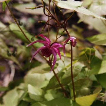 Epimedium grandiflorum Red Beauty - Fleur des Elfes