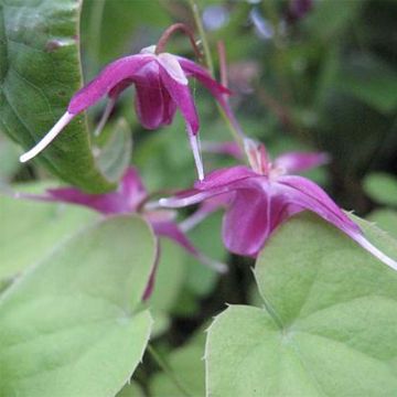 Epimedium grandiflorum Shiho - Großblumige Elfenblume