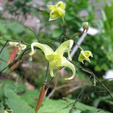 Epimedium ilicifolium, Fleur des elfe