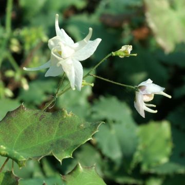 Epimedium pauciflorum - Elfenblume