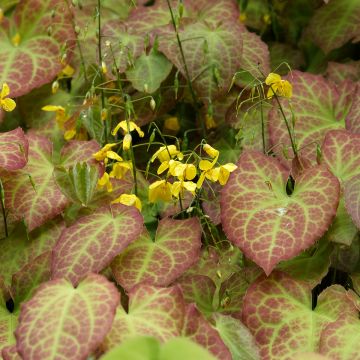 Epimedium perralchicum Fröhnleiten - Elfenblume