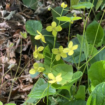 Epimedium perralderianum - Elfenblume