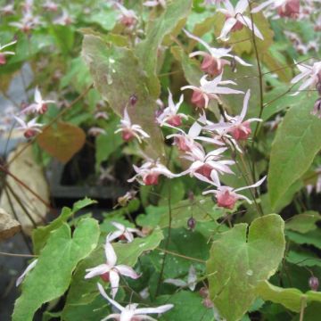 Epimedium Pink Elf - Elfenblume