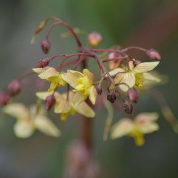 Epimedium pinnatum subsp. colchicum Black Sea - Kolchische Elfenblume