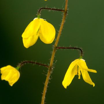 Epimedium platypetalum - Elfenblume