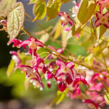 Epimedium rubrum - Rote Elfenblume