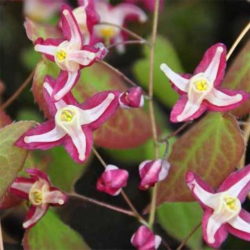 Epimedium rubrum Galadriel - Rote Elfenblume