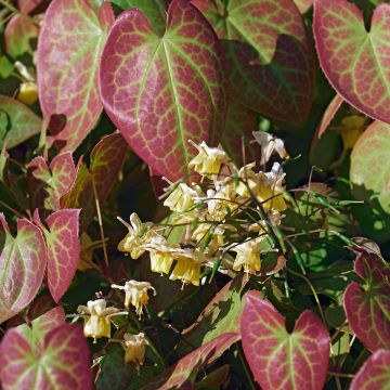 Epimedium versicolor Sulphureum - Vielfarbige Elfenblume