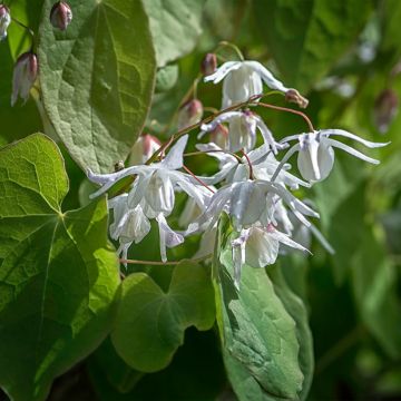 Epimedium youngianum Yenomoto - Elfenblume