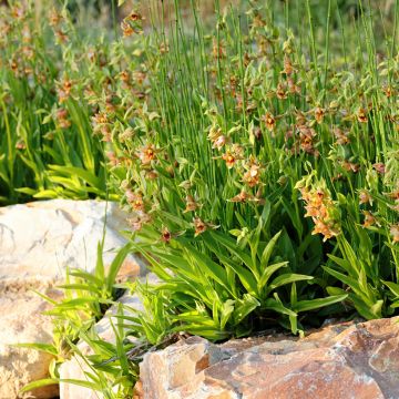 Epipactis gigantea - Sumpfwurz