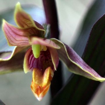 Epipactis gigantea Night Serpentine - Sumpfwurz