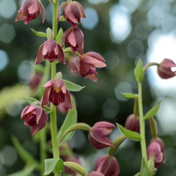 Epipactis royleana - Sumpfwurz