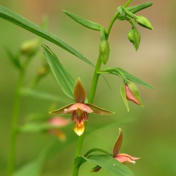 Epipactis thunbergii (x) gigantea - Sumpfwurz