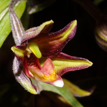 Epipactis veratrifolia - Sumpfwurz