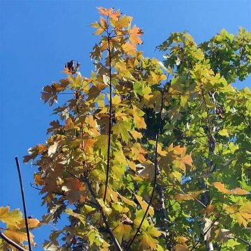 Rot-Ahorn Autumn Blaze - Acer freemanii