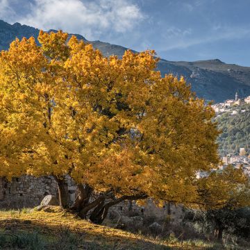 Dreilappiger Ahorn - Acer monspessulanum