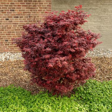 Fächerahorn Little Red - Acer palmatum