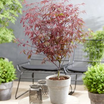 Fächerahorn Royal Garnet - Acer palmatum