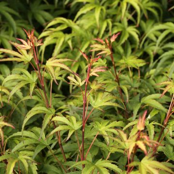 Fächerahorn Sharp's Pygmy - Acer palmatum