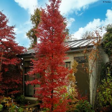 Fächerahorn Tsukasa Silhouette - Acer palmatum