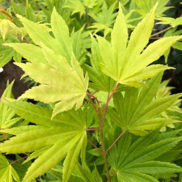 Fächerahorn Summer Gold - Acer palmatum