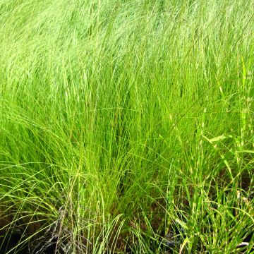 Eragrostis curvula - Schwachgekrümmtes Liebesgras