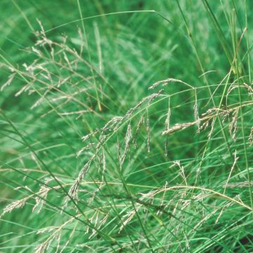 Eragrostis trichodes - Sand-Liebesgras