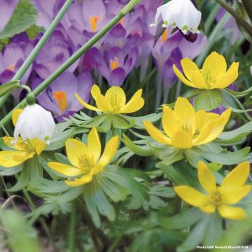 Eranthis cilicica - Türkischer Winterling