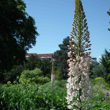 Eremurus Joanna - Steppenkerze