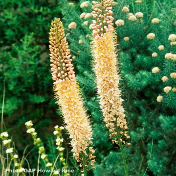 Eremurus stenophyllus Moneymaker - Steppenkerze