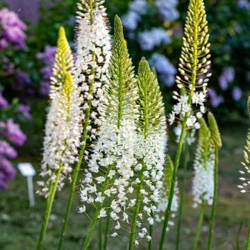 Eremurus himalaïcus - Steppenkerze