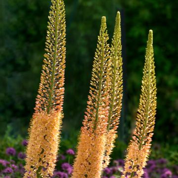 Eremurus stenophyllus Moneymaker - Steppenkerze