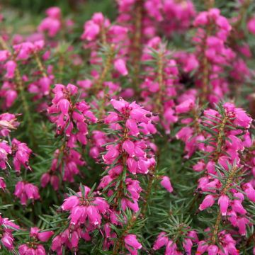 Schnee-Heide Eva - Erica carnea