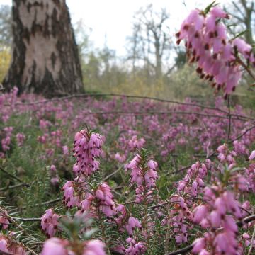 Winterblühende Heide Jenny Porter - Erica darleyensis