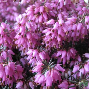 Schnee-Heide Rosalie - Erica carnea