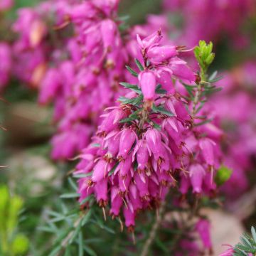 Schnee-Heide Ruby Glow - Erica carnea