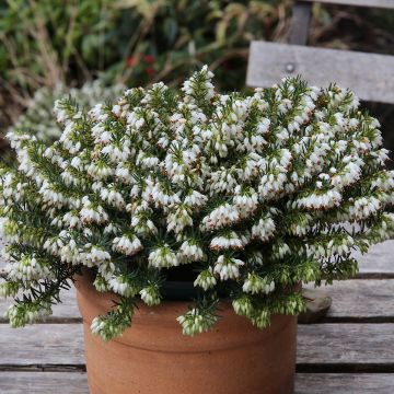 Schnee-Heide Schneekuppe - Erica carnea