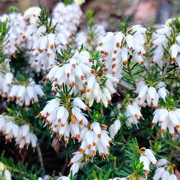 Schnee-Heide Snow Queen - Erica carnea