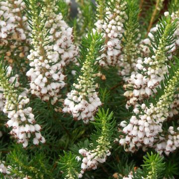 Cornwall-Heide White Rocket - Erica vagans