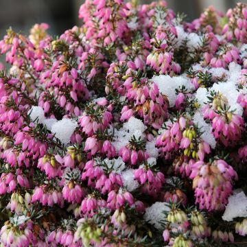 Schnee-Heide Winterfreude - Erica carnea