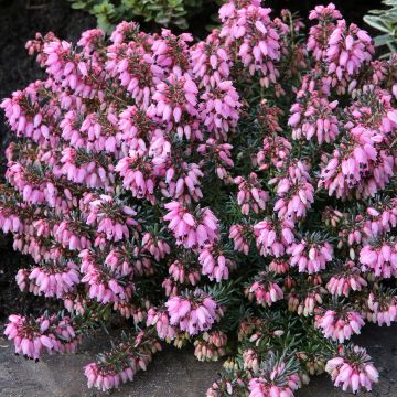 Schnee-Heide Wintersonne - Erica carnea